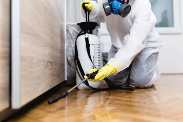 Wasp Removal Services in Hull, IA