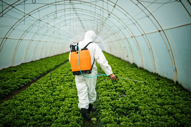 Best Local Pest Control Services  in Hull, IA