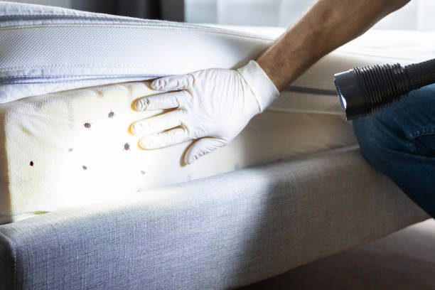 Best Best Pest Control Companies  in Hull, IA