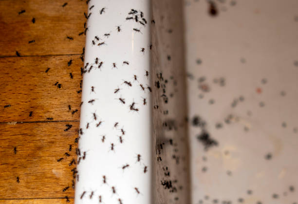 Best Ant Control Services  in Hull, IA