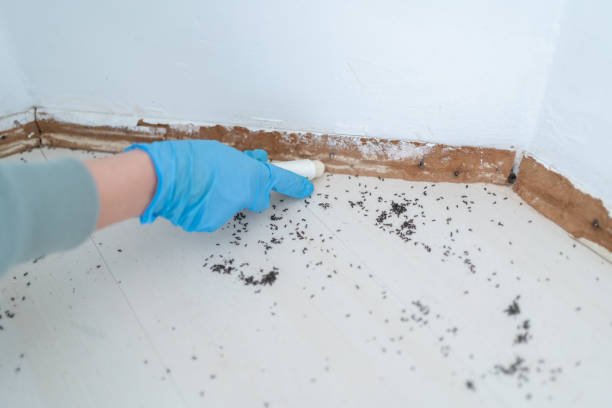 Best Affordable Pest Control Services  in Hull, IA
